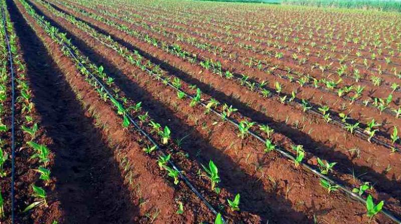 Turmeric Cultivation