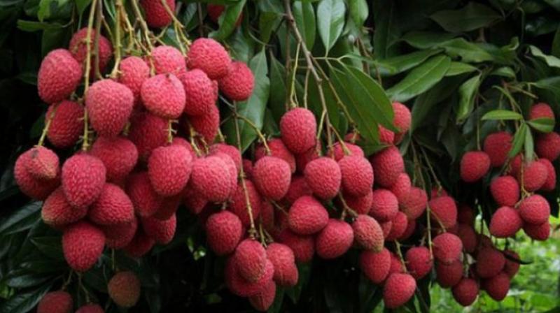 Benefits of eating Lychee