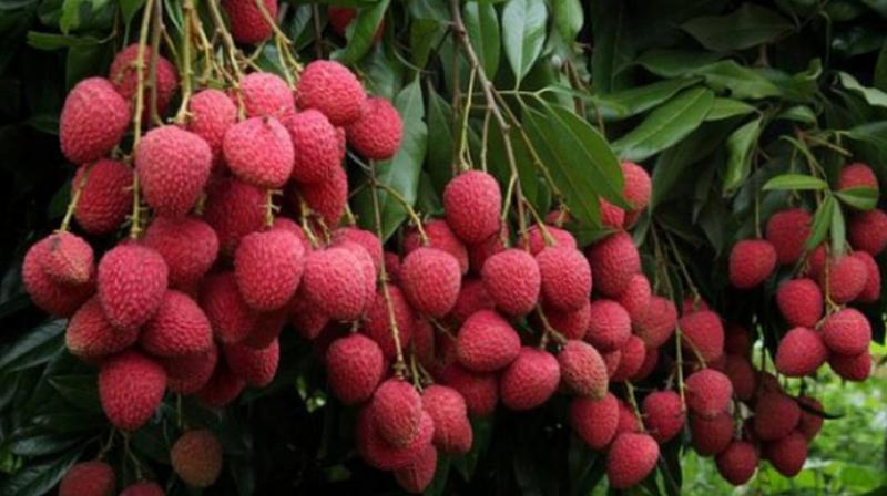 Benefits of eating Lychee Benefits of eating Lychee
