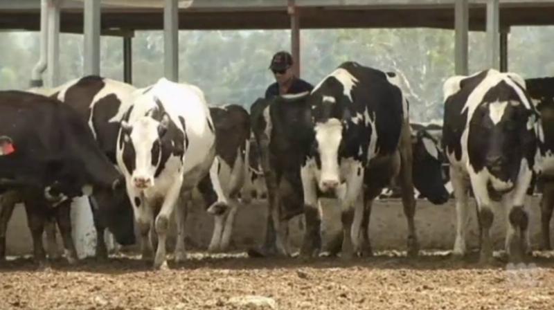 Dairy Farm Dairy Farm