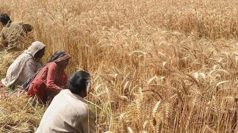 This time, Punjab is expected to have a bumper crop of wheat, the hard work of the farmers will be worth it This time, Punjab is expected to have a bumper crop of wheat, the hard work of the farmers will be worth it