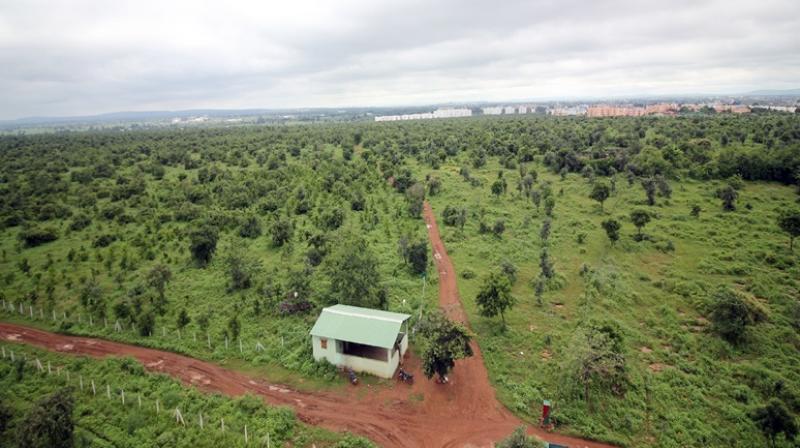 Bhopal Forest Bhopal Forest