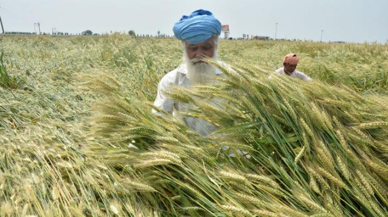 Punjab Farmer Punjab Farmer