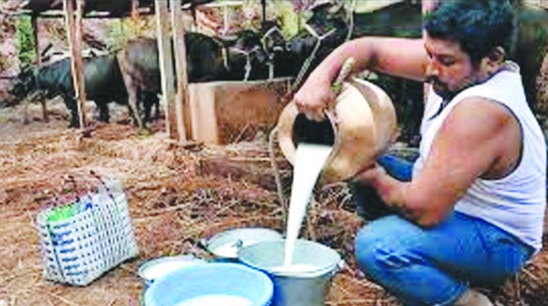 Milk Milk