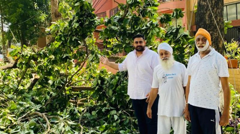 A large tree fell on a house in Ward No. 17 to avoid loss of life A large tree fell on a house in Ward No. 17 to avoid loss of life