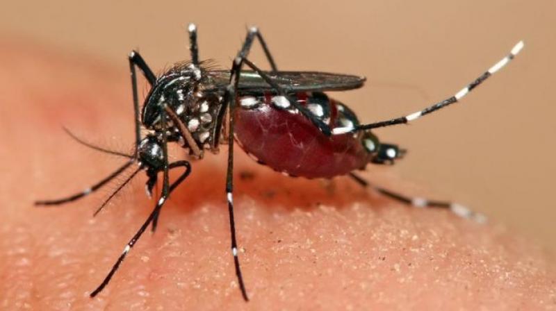 Aedes aegypti mosquito Aedes aegypti mosquito