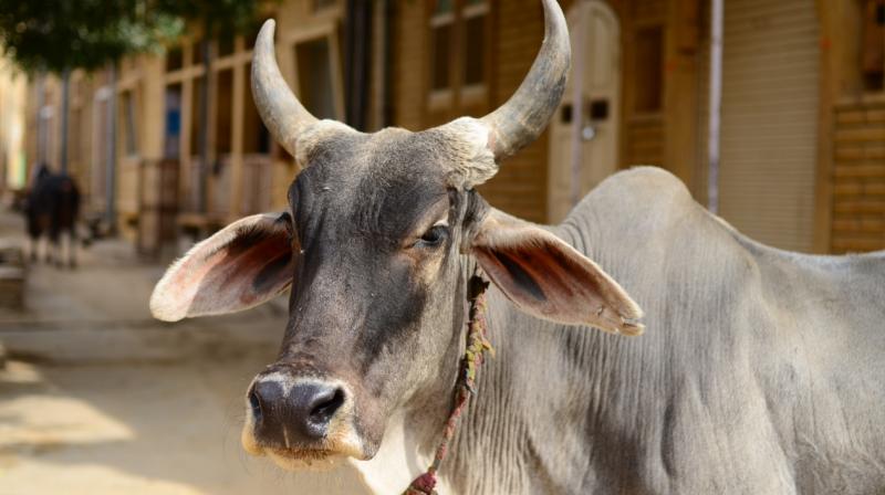 indian cow