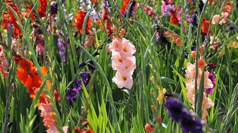 Earn Lakhs of Rupees by Cultivating Gladiolus Flowers: Know its Types and How to Plant Earn Lakhs of Rupees by Cultivating Gladiolus Flowers: Know its Types and How to Plant