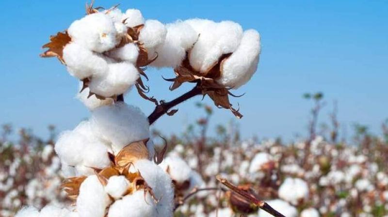 PUNJAB TRANSFERS RS 2.69 CRORE COTTON SEED SUBSIDY TO OVER 15K FARMERS