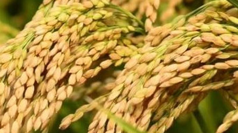 Paddy harvesting in Punjab reaches 80% Paddy harvesting in Punjab reaches 80%