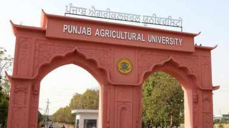 Punjab Agricultural University Punjab Agricultural University
