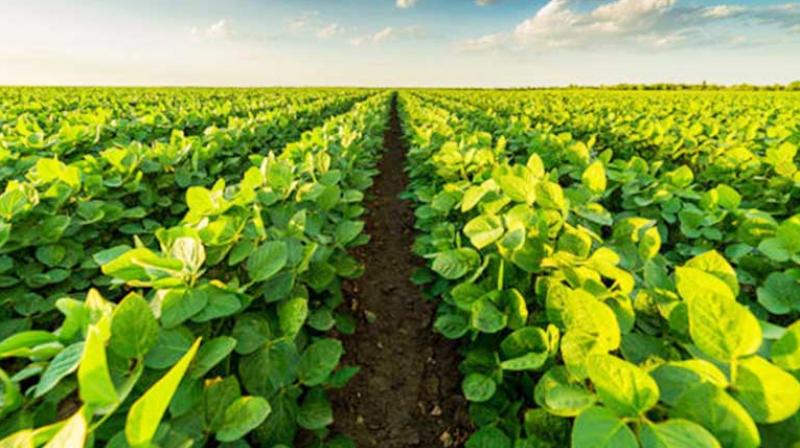 Farmers will get 225 crore rupees, ordered by the Center to pay in a week Farmers will get 225 crore rupees, ordered by the Center to pay in a week