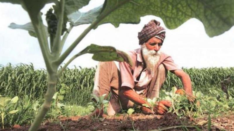 FARMER FARMER