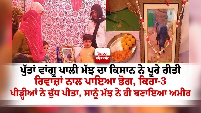 Ajab Gazab News Family Organized Funeral for Buffalow Ajab Gazab News Family Organized Funeral for Buffalow