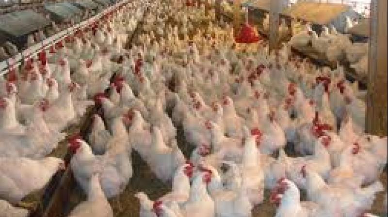 poultry farm poultry farm