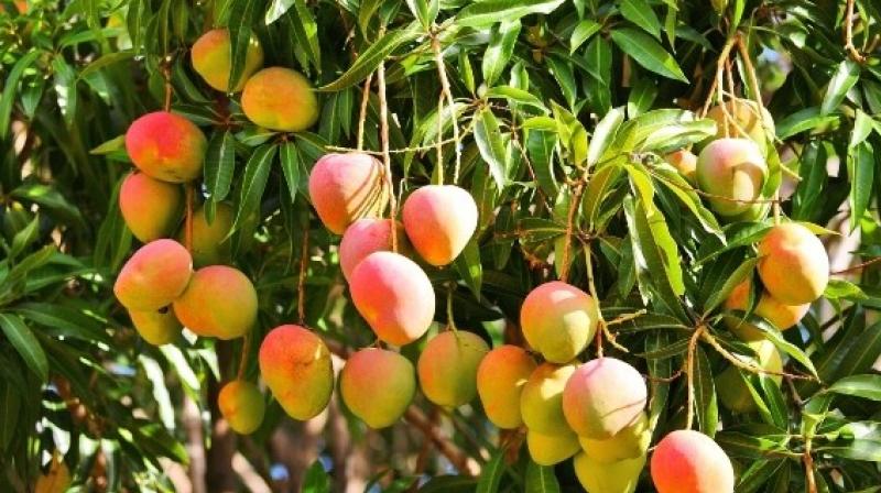 Advice to cook fruit vegetables with ethylene gas Advice to cook fruit vegetables with ethylene gas