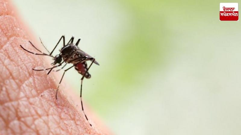 Follow these home remedies to protect small children from mosquitoes Follow these home remedies to protect small children from mosquitoes