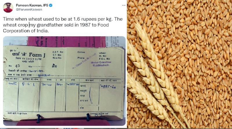 In 1987, one kg of wheat was available for just a few bucks, IFS officer shares years-old bill In 1987, one kg of wheat was available for just a few bucks, IFS officer shares years-old bill