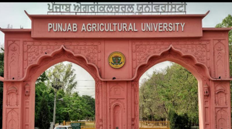 punjab agriculture university