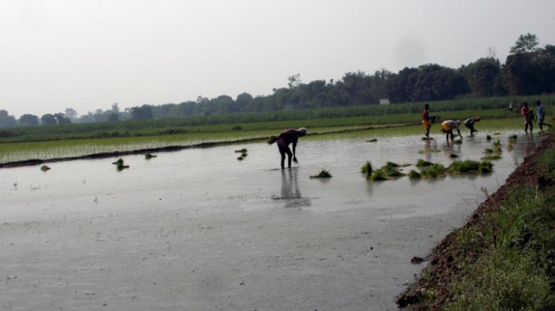 jhona jhona