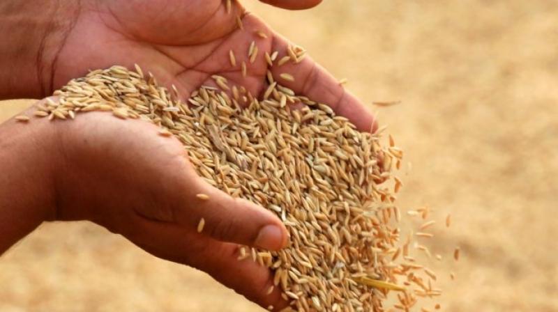Govt hikes paddy MSP by Rs 100 per quintal for 2022-23