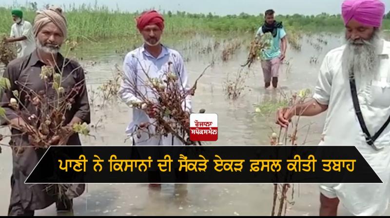 Heavy Rainfall Crops Destruction Captain Amarinder Singh Sukhbir Singh Badal 