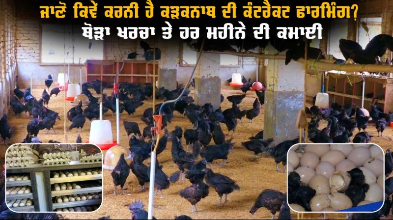 Kadaknath Black Chicken Farmer