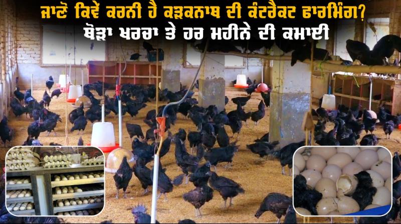 Kadaknath Black Chicken Farmer Kadaknath Black Chicken Farmer