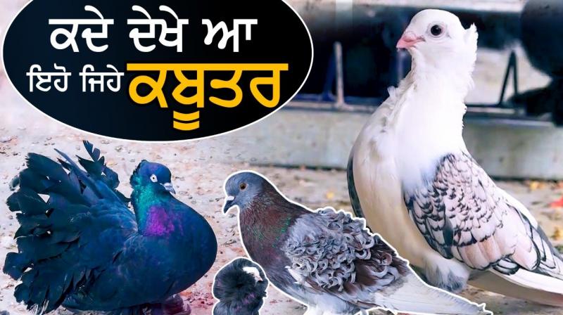 Punjab Farmers Pigeons Farming  Fancy pigeons kheta De Putt