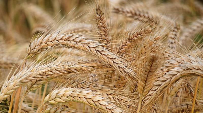 Wheat Wheat