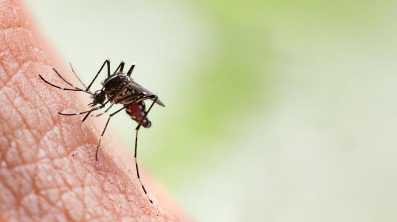Follow these remedies to protect small children from mosquitoes Follow these remedies to protect small children from mosquitoes