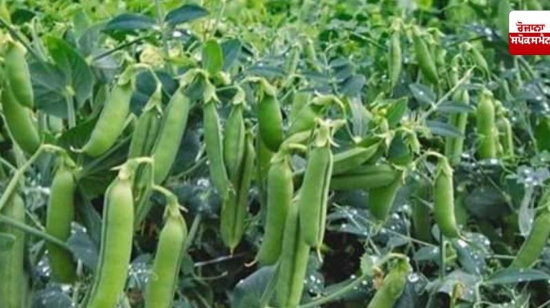 Peas Farming News punjabi Peas Farming News punjabi