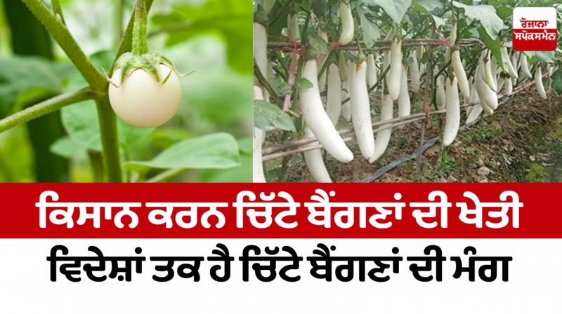 Farmers are cultivating white eggplants, there is a demand for white eggplants even abroad Farmers are cultivating white eggplants, there is a demand for white eggplants even abroad