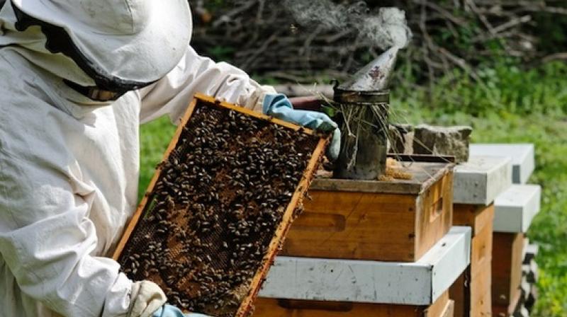 Bee keeping Bee keeping
