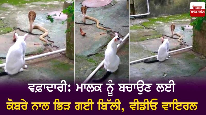 Loyalty: Cat fights with cobra to save owner's life, video viral