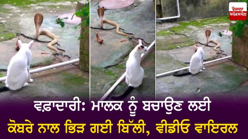 Loyalty: Cat fights with cobra to save owner's life, video viral Loyalty: Cat fights with cobra to save owner's life, video viral
