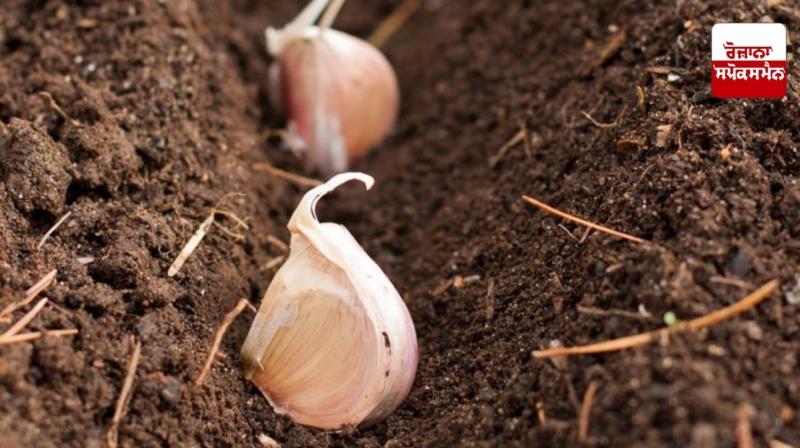 How to Grow Garlic How to Grow Garlic
