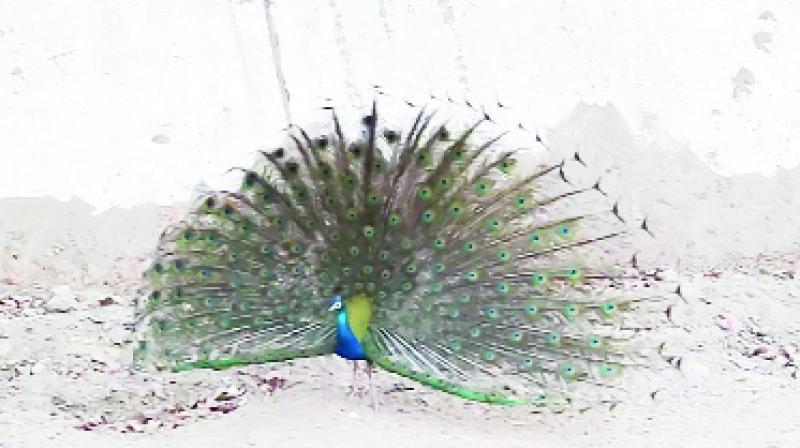 image image