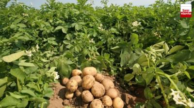 Malwa's potato economy shaken: Bumper crop, falling prices and empty cold stores put farmers in losses