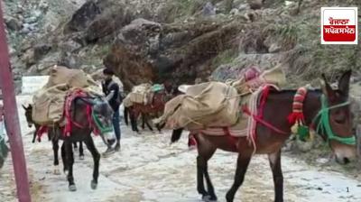 Kedarnath Yatra: 14 horses and mules die in two days on Kedarnath footpath