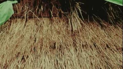 Gold will now be made of parali