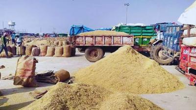 punjab paddy mandi News punjab paddy mandi News