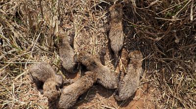 Sheopur: Six cubs of African cheetah 'Gamini' at the Kuno National Park, in Sheopur district, Madhya Pradesh. (PTI Photo)