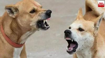 Stray Dogs Tear Apart Mentally Challenged Woman and Eat Her in Kushinagar Latest News in Punjabi 