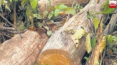 Fine of Up to Rs 10,000 Per Tree to be Imposed for Cutting Trees in Punjab Latest News in Punjabi 