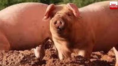 Five cases of African swine fever reported in Nawanshahr Latest News in Punjabi 