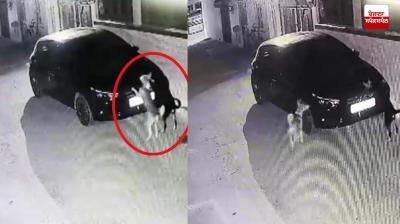 Dog Scratches Car Madhya Pradesh News in punjabi 