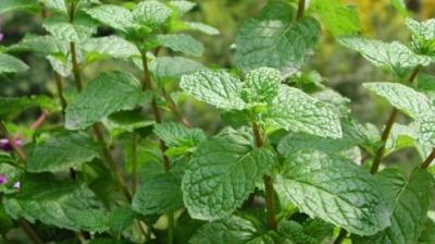 Cultivation of mint is making the farmers of Punjab prosperous