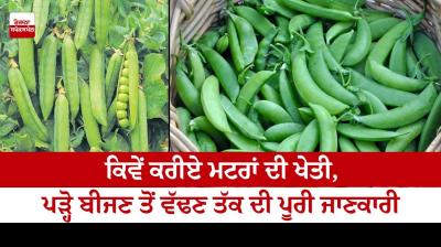 Information about the cultivation of peas