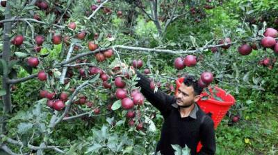 Offered ‘low rates’ by Adani, apple growers in Himachal turn to APMCs